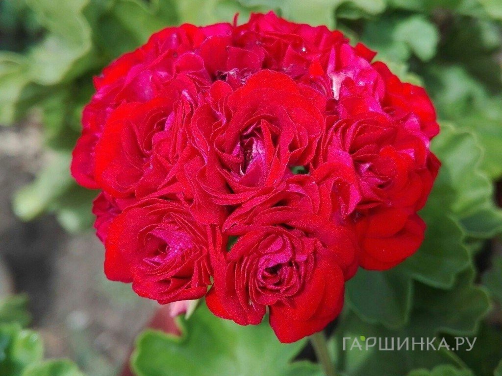 Пеларгония розебудная Маргарита
