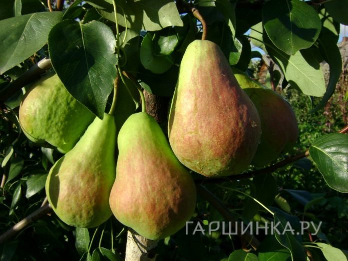 Груша Перун
