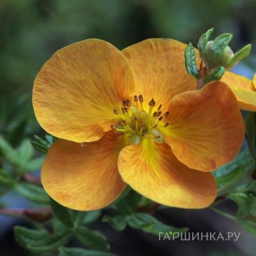 Лапчатка кустарниковая Сансет