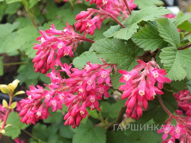 Смородина Кинг Эдвард