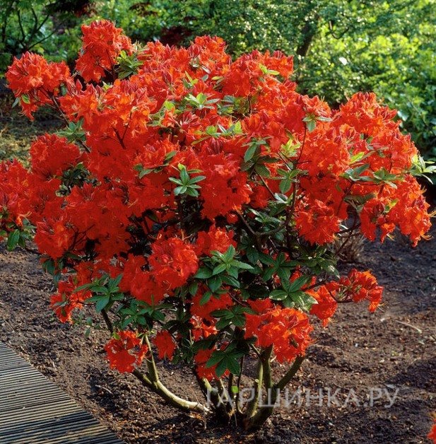 Рододендрон (Азалия) Гибралтар