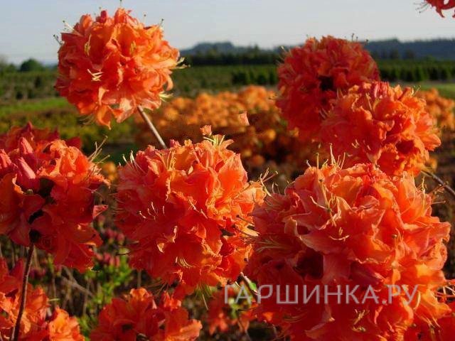 Рододендрон (Азалия) Мандарин Лайтс