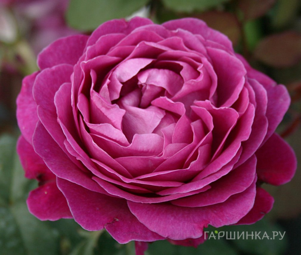 Роза Сент оф Вумен, Барни