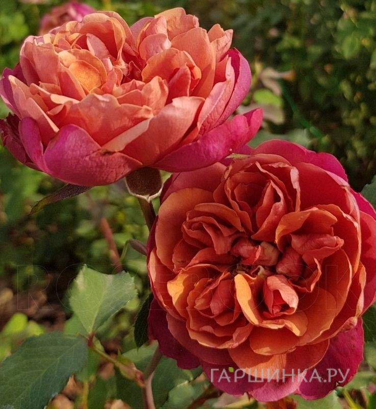Роза Ча Ча миниатюрная, Imperial Rose