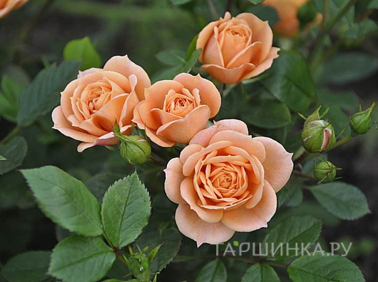Роза Чантилли миниатюрная