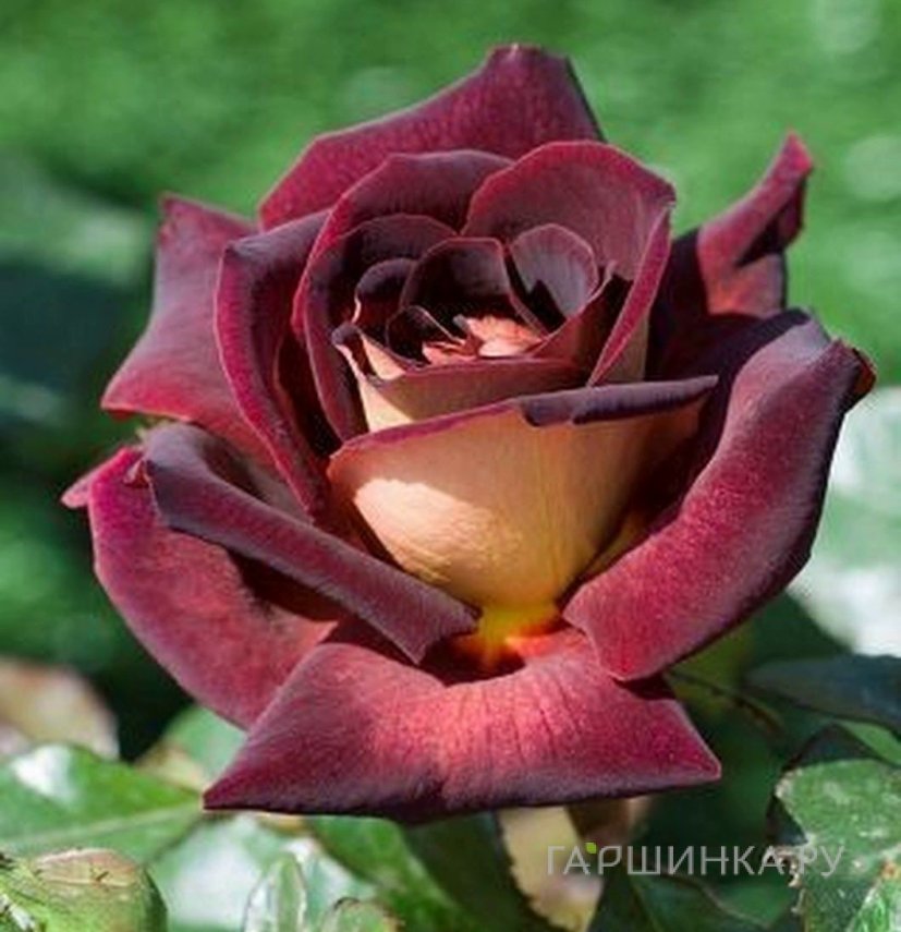 Роза Эдди Митчел чайно-гибридная, Imperial Rose