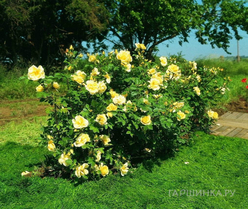 Роза Гелбе Дагмар Хаструп