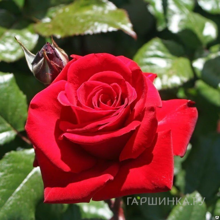 Роза Ингрид Бергман чайно-гибридная, Викс