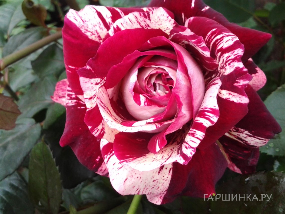 Роза Хулио Иглесиас чайно-гибридная, Imperial Rose