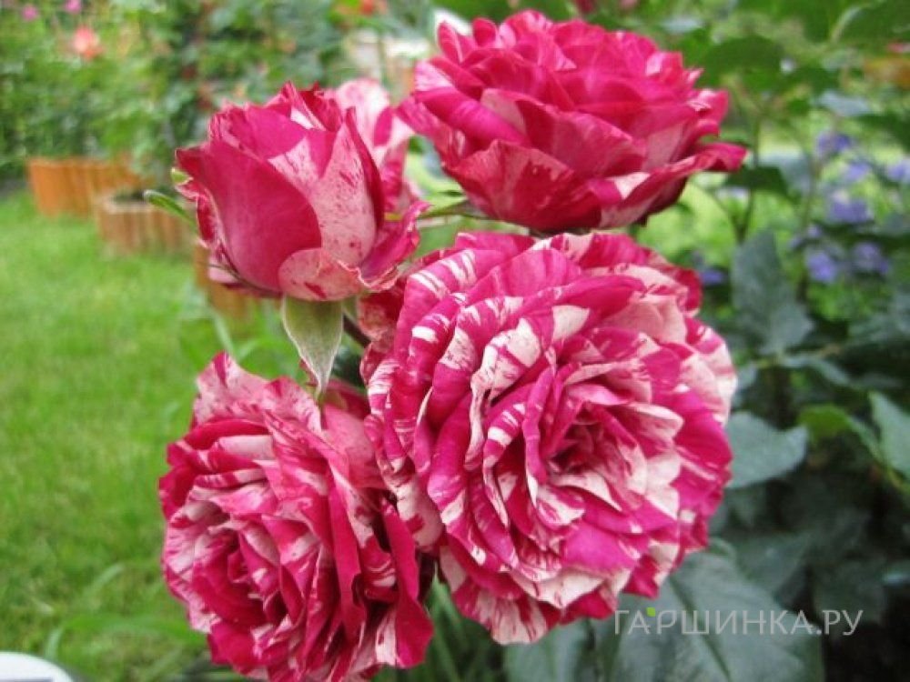 Роза Папагено флорибунда, Imperial Rose
