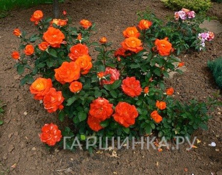 Роза Супер Трупер флорибунда, Imperial Rose
