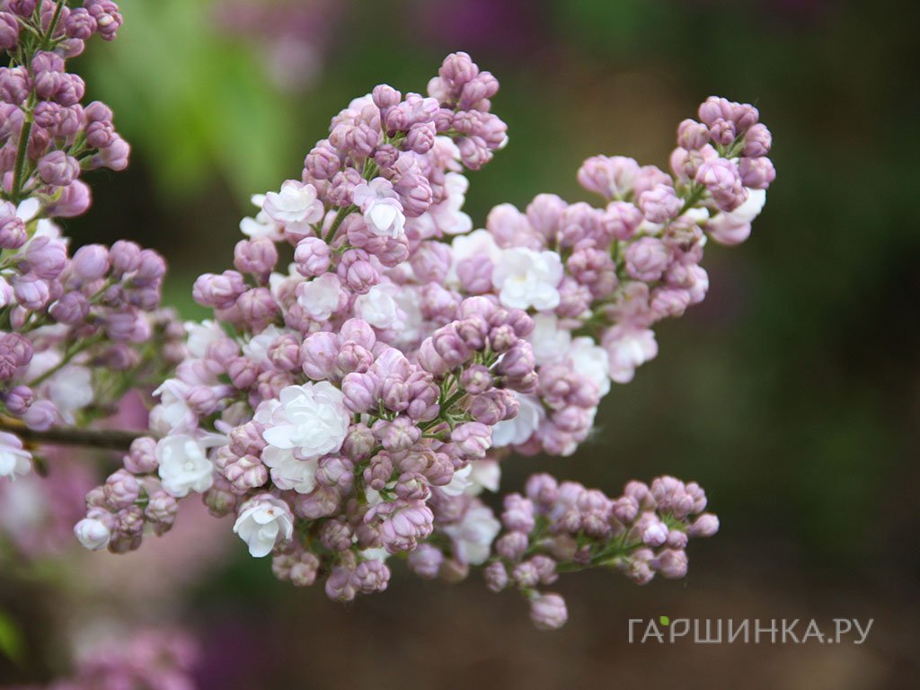 Сирень Рустика