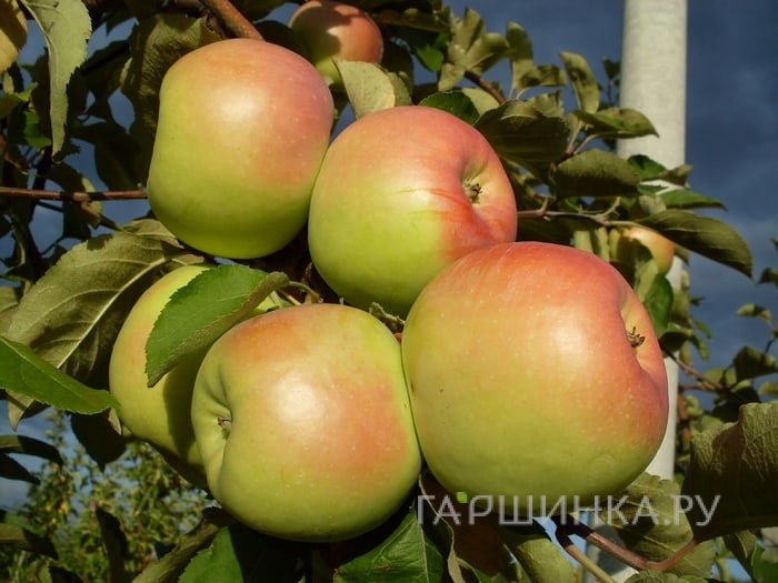 Яблоня Синап орловский
