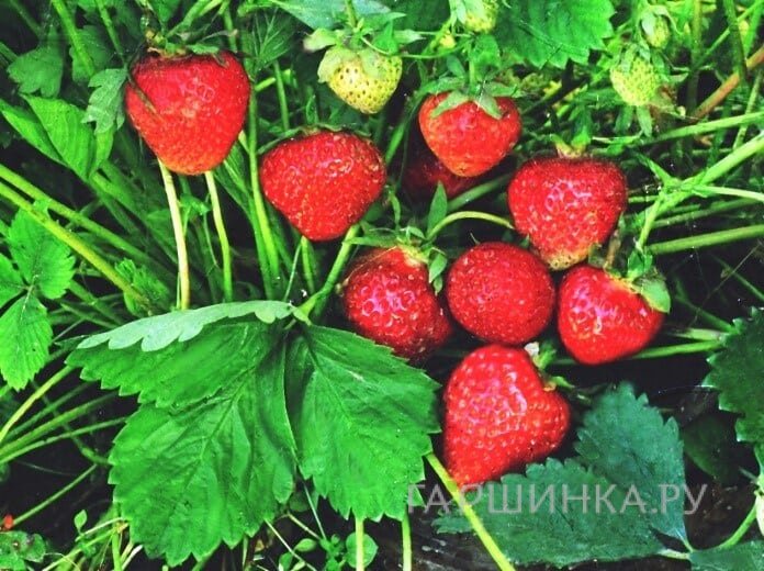 Клубника Славутич