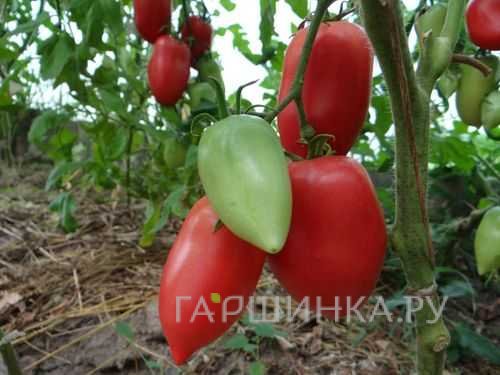 Семена Томат Новый Кенигсберг малиновый 20шт