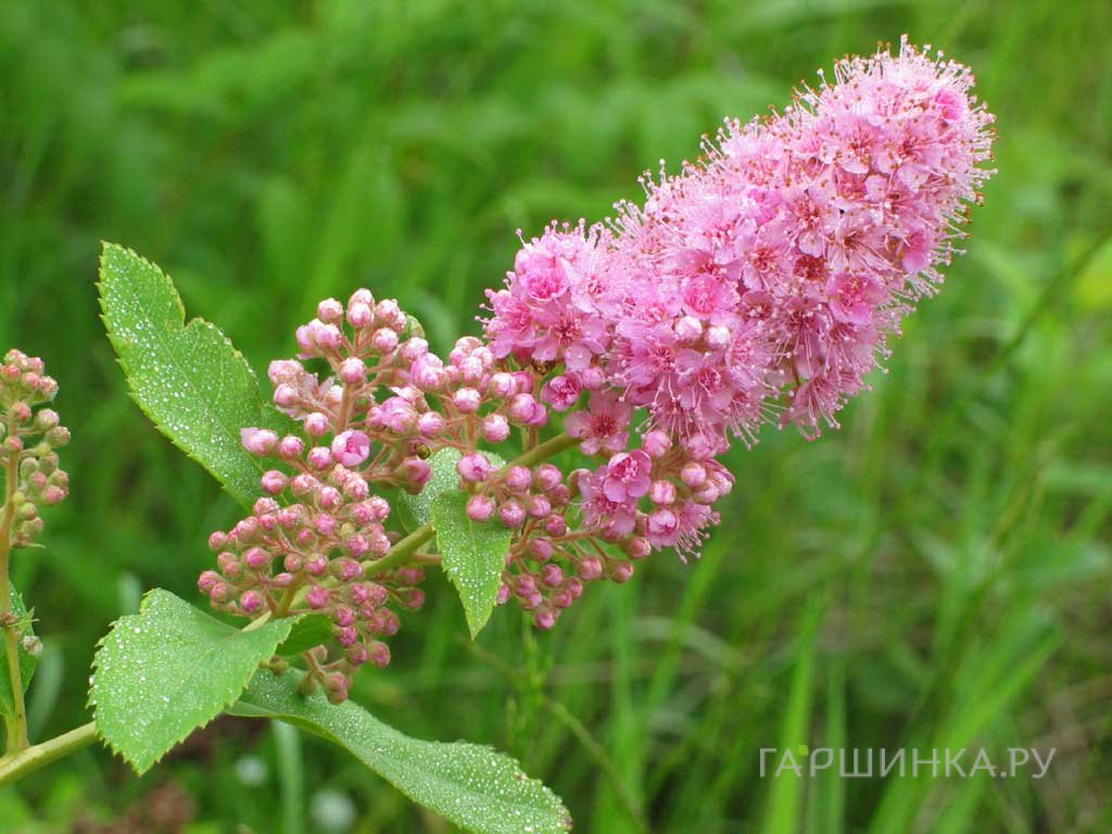 Спирея иволистная