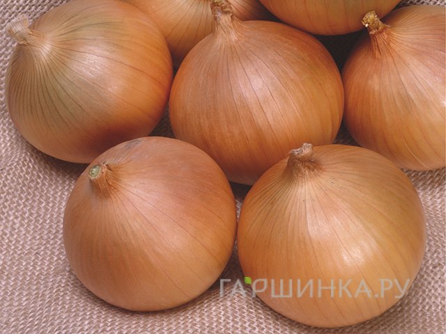 Лук-севок Такстар 0,5 кг
