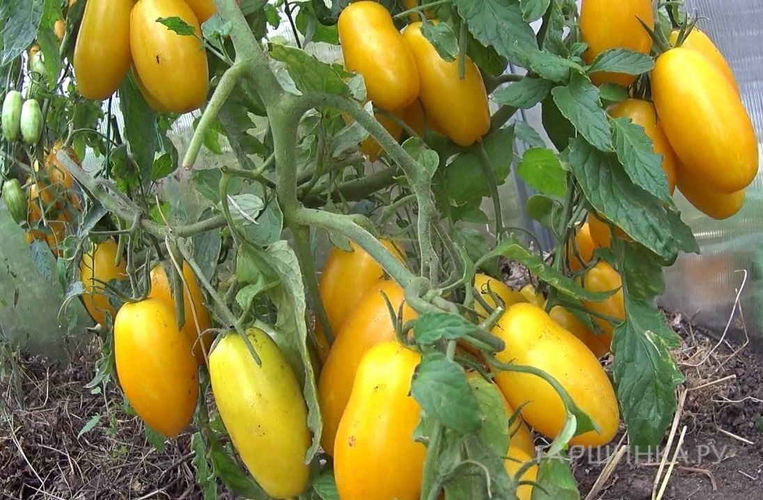 Семена Томат Банановые ноги