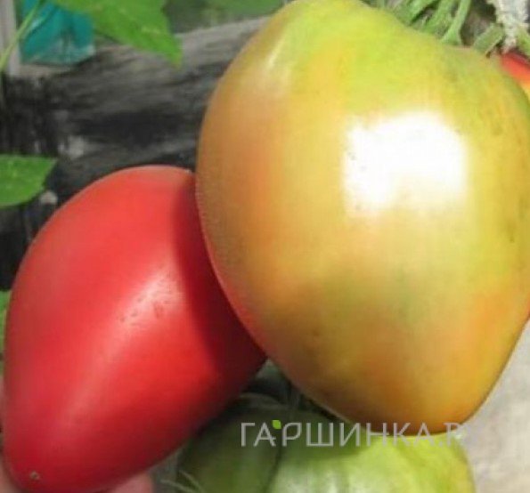 Семена Томат Безразмерный 20 шт