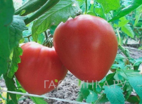 Семена Томат Донна Анна F1 15 шт