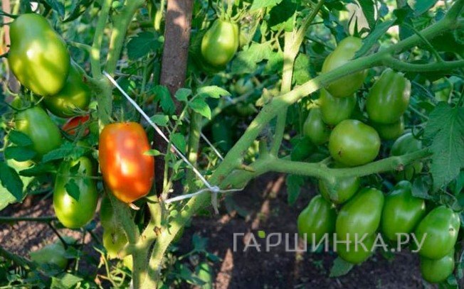 Семена Томат Грушовка 20 шт