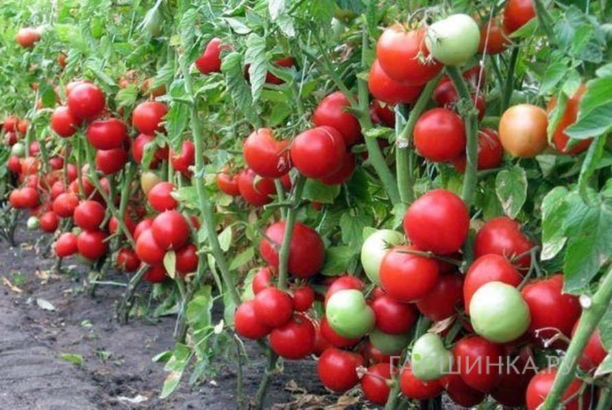 Семена Томат Инфинити F1 15шт