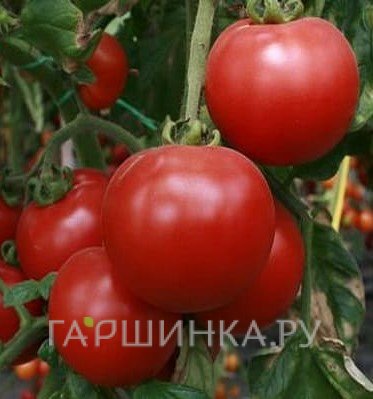 Семена Томат Красотка F1
