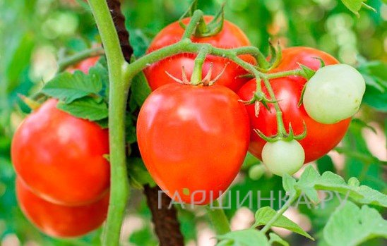 Семена Томат Лентяйка 20шт