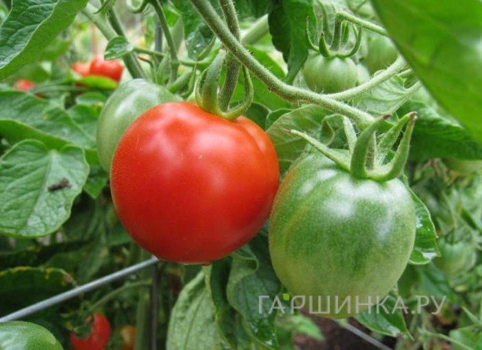 Семена Томат Большая мамочка 1+1