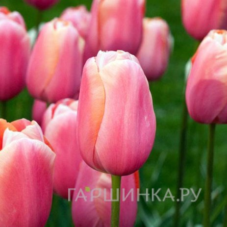 Тюльпан Ментон  простой поздний 5шт.