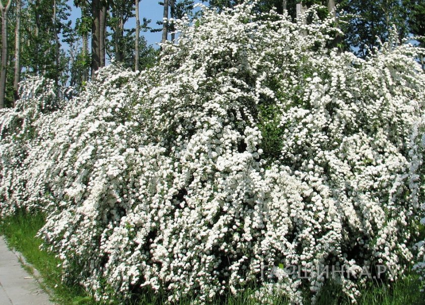 Спирея ниппонская Уайт Карпет