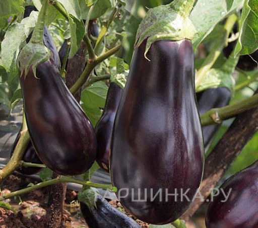 Семена Баклажан Викар 0.3г
