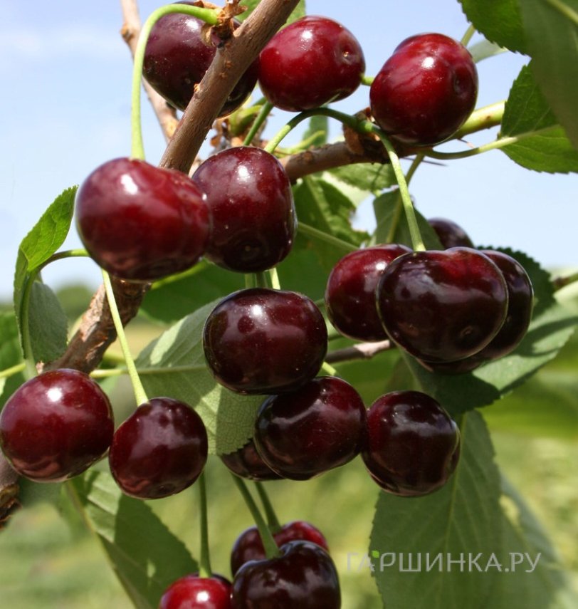 Вишня Жуковская
