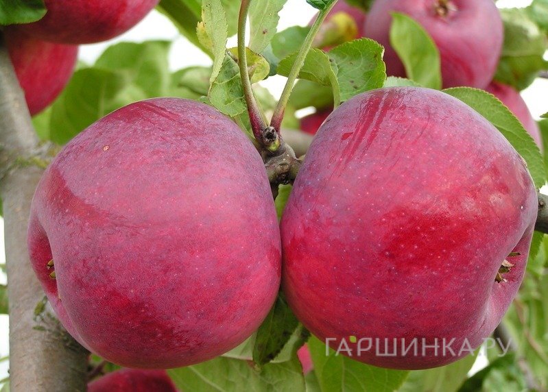 Яблоня Дарунак
