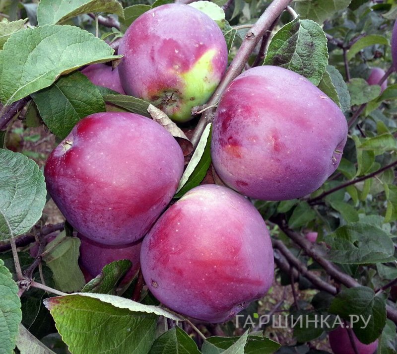 Яблоня Имант