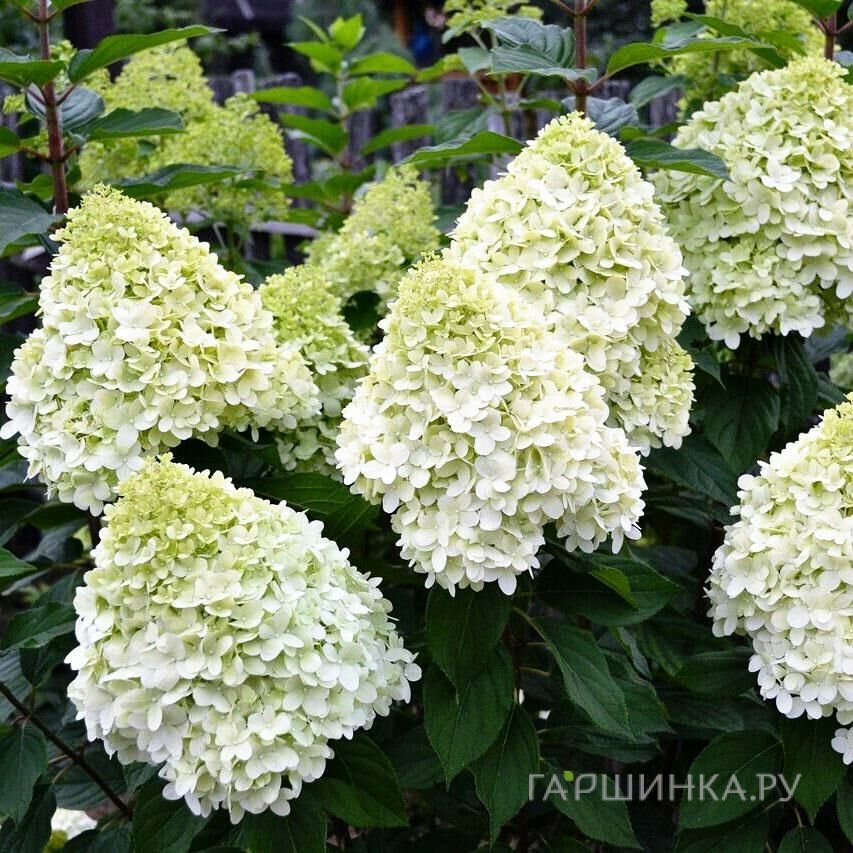 Гортензия Геркулес метельчатая