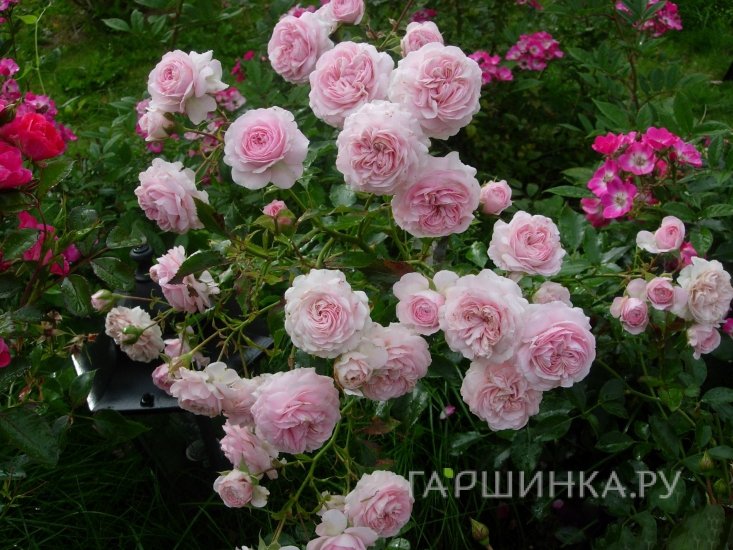 Роза Констанца Моцарт, Кордес