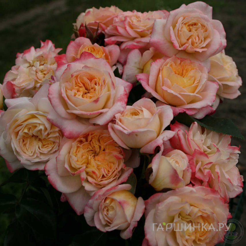 Роза Конкорд чайно-гибридная, Топалович (лиц)