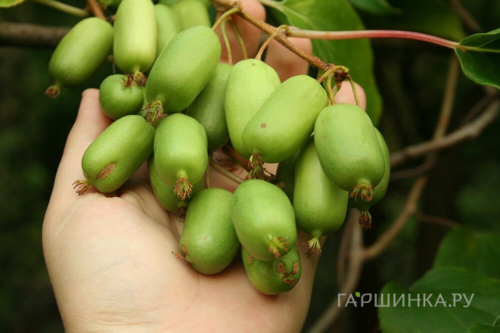 Актинидия (мини киви) Сентябрьская