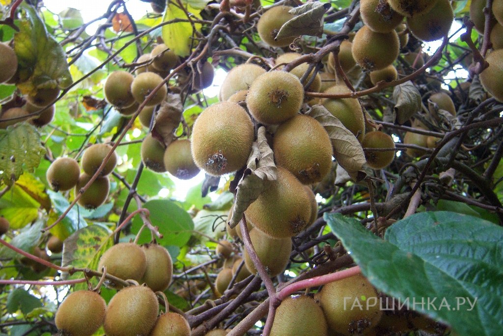 Актинидия (мини киви) Дженни