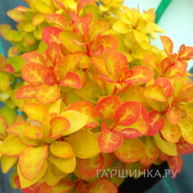 Барбарис Тунберга Саммер Сансет