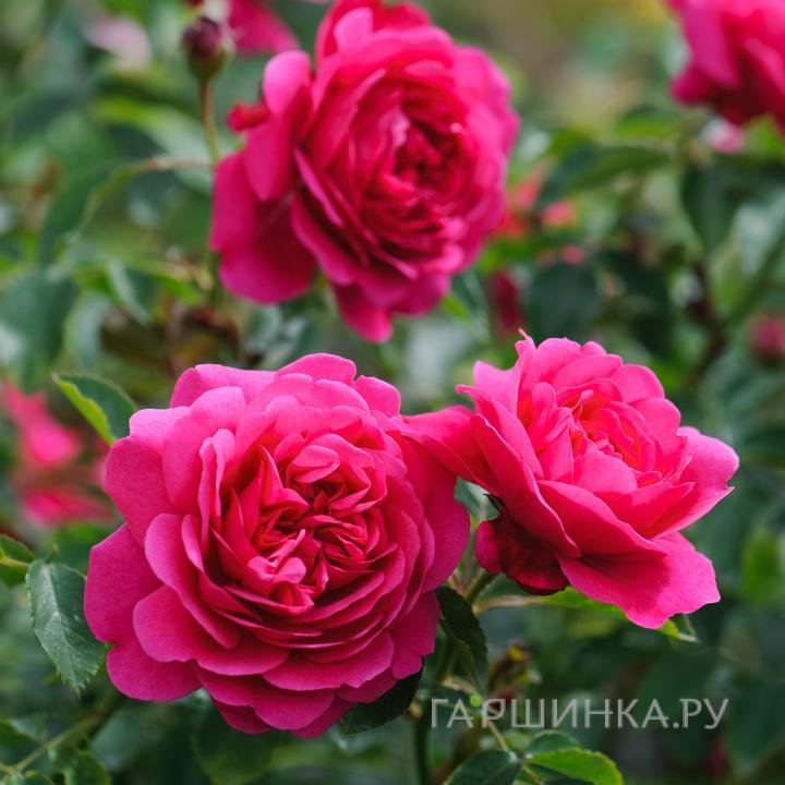 Роза Сэр Джон Бетджемен, Д.Остин кустарниковая