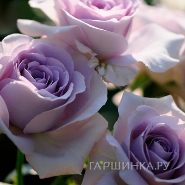 Роза Блю Бажу Роуз, Кордес