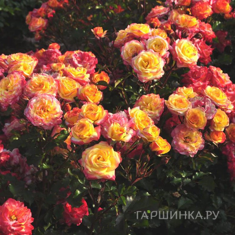 Роза Файрберд флорибунда, Топалович