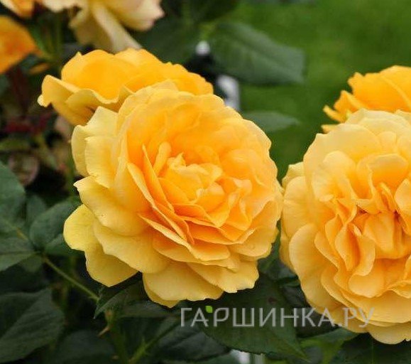 Роза Абсолютли Фабулос/Эннисайд, Викс