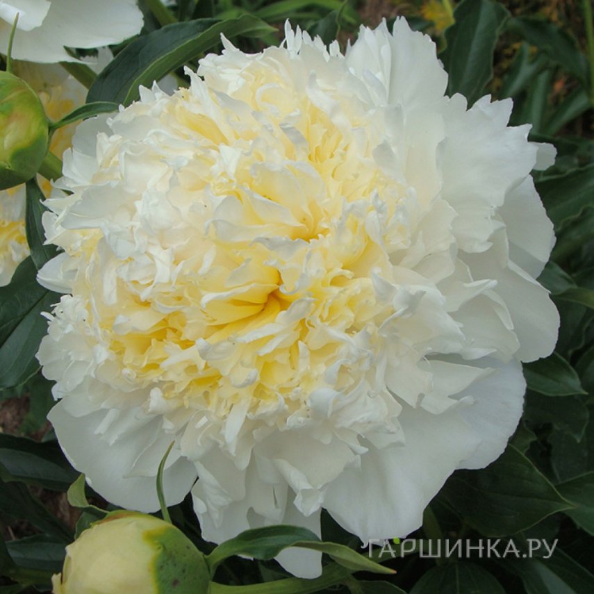 Пион Хани Голд