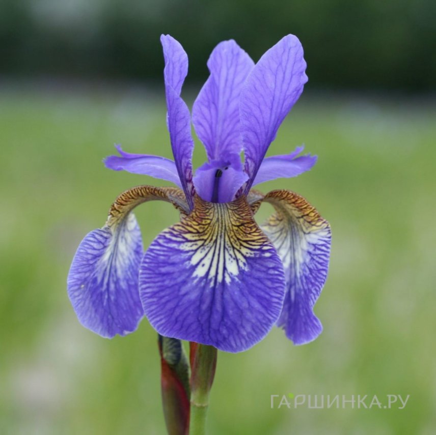 Ирис сибирский Першерон
