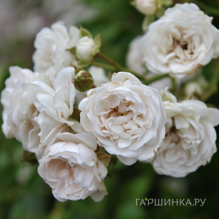 Роза Кристал Фейри