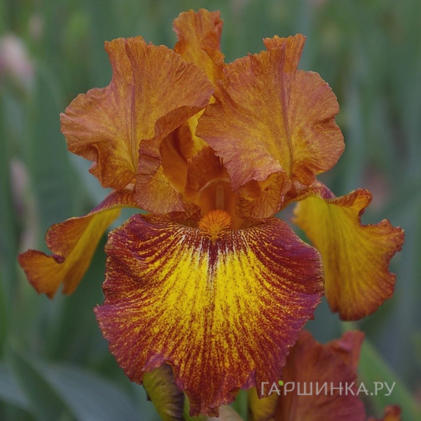 Ирис Лайтинг Стрик