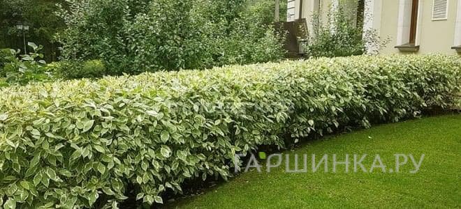 Живая изгородь: Дерен белый Гоучаулти 10шт